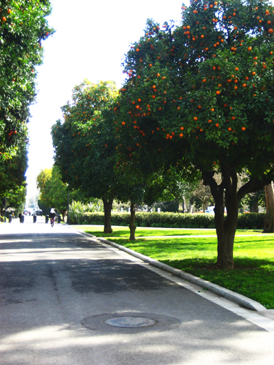 Orange Trees v2